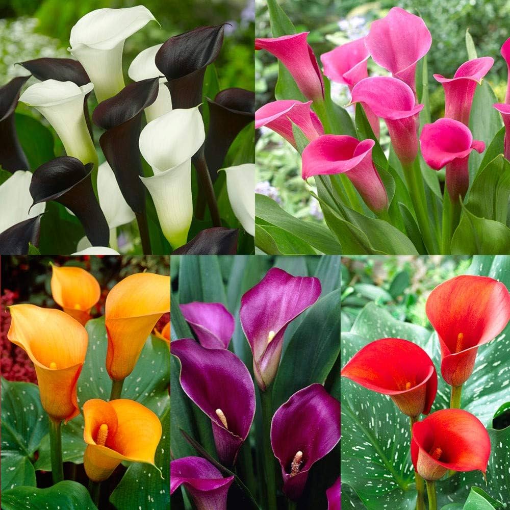 Calla - Lily for planting in home garden